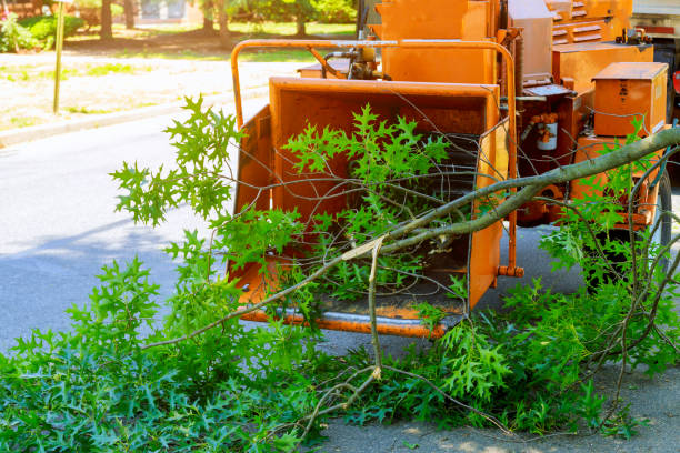 Best Sod Installation  in Falls Church, VA